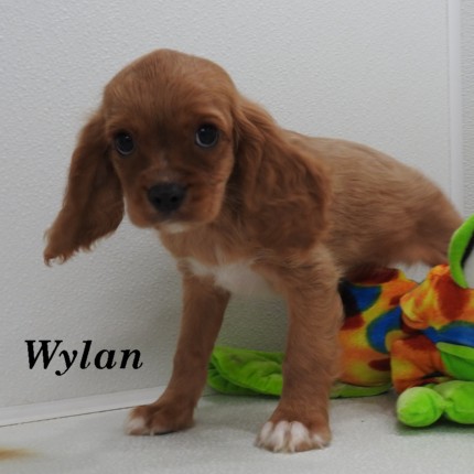 puppy, for, sale, Cockilear, Joe & Cherri  Overlease, dog, breeder, Miller, MO, dog-breeder, puppy-for-sale, forsale, nearby, find, puppyfind, locator, puppylocator, aca